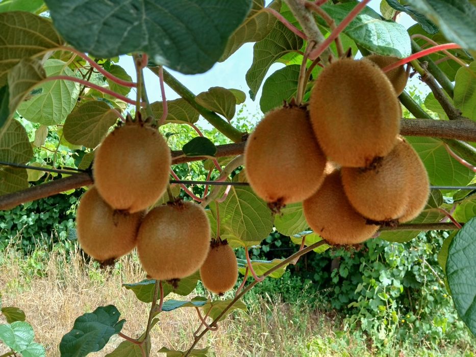 Kiwis verde de qualidade