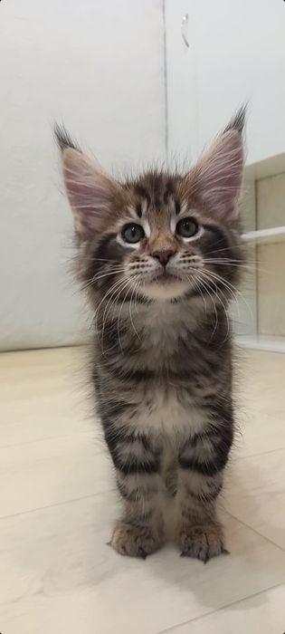Котята мейн кун Мальчик,