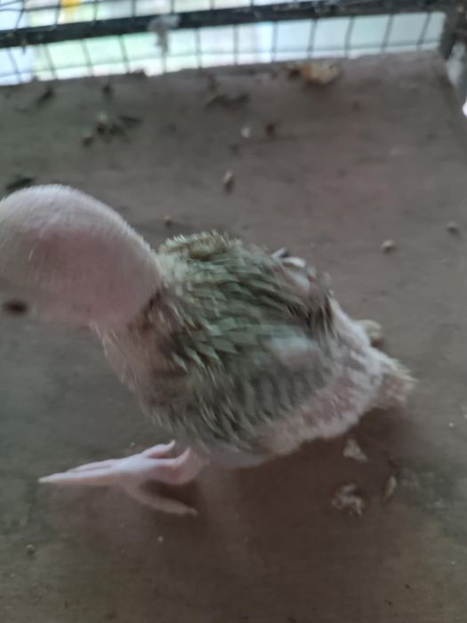 Ring necks, ecletus, marianinhas,