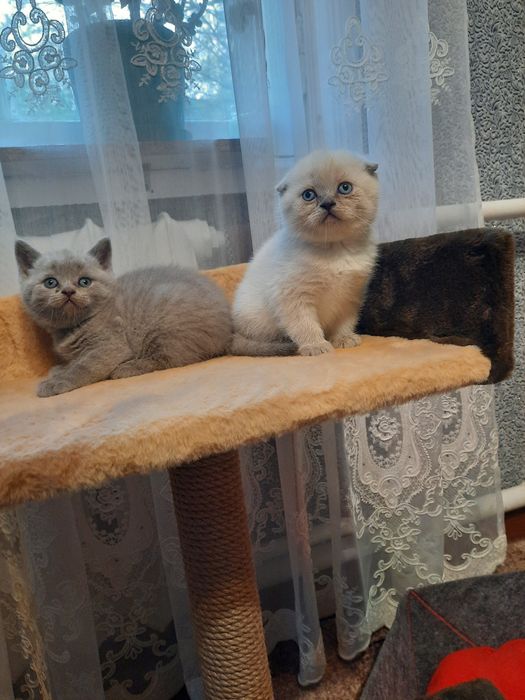 Хлопчик котик...