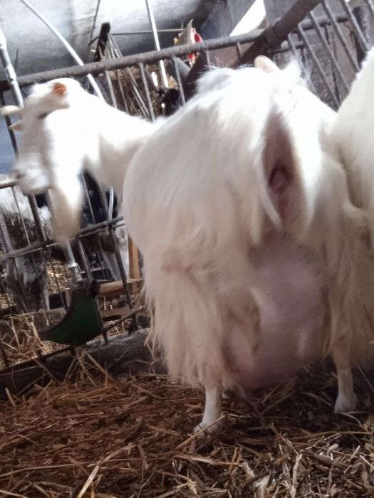 Sprzedam koźlęta mix An +saaneński