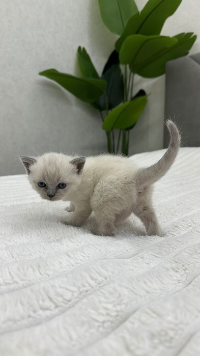 Кошеня невська маскарадна Хмельницький