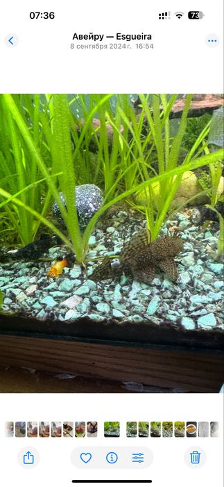 Ancistrus ajudará a limpar o vidro do aquário.