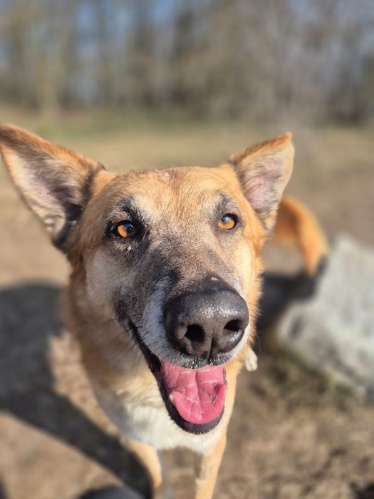 Lisek Fito szuka swojego miejsca na ziemi!