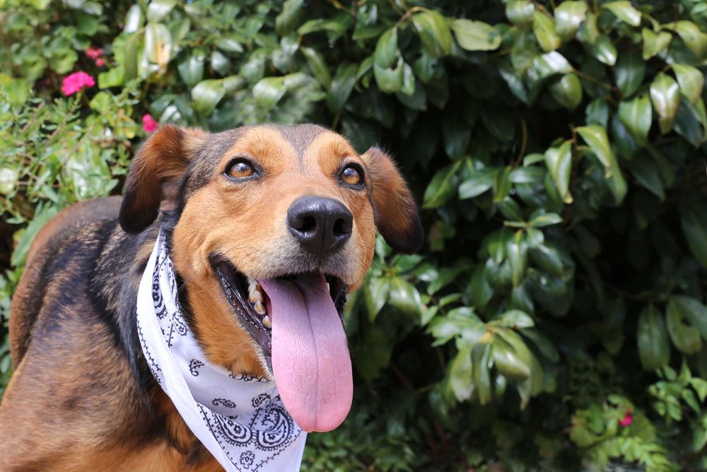 Bandida - cadela média para adoção