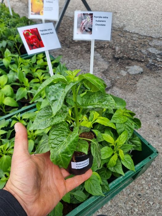 Papryka Habanero red chocolate jalapeno cayenne caroline repear