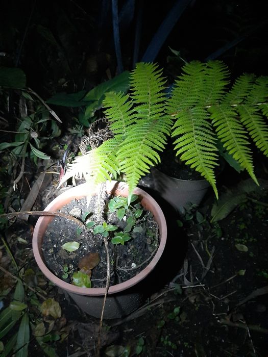 Feto gigante feto arboreo