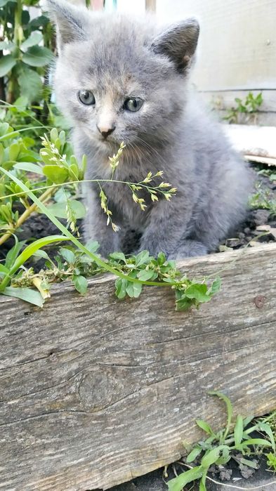 Кошенята аристократи шукають господарів