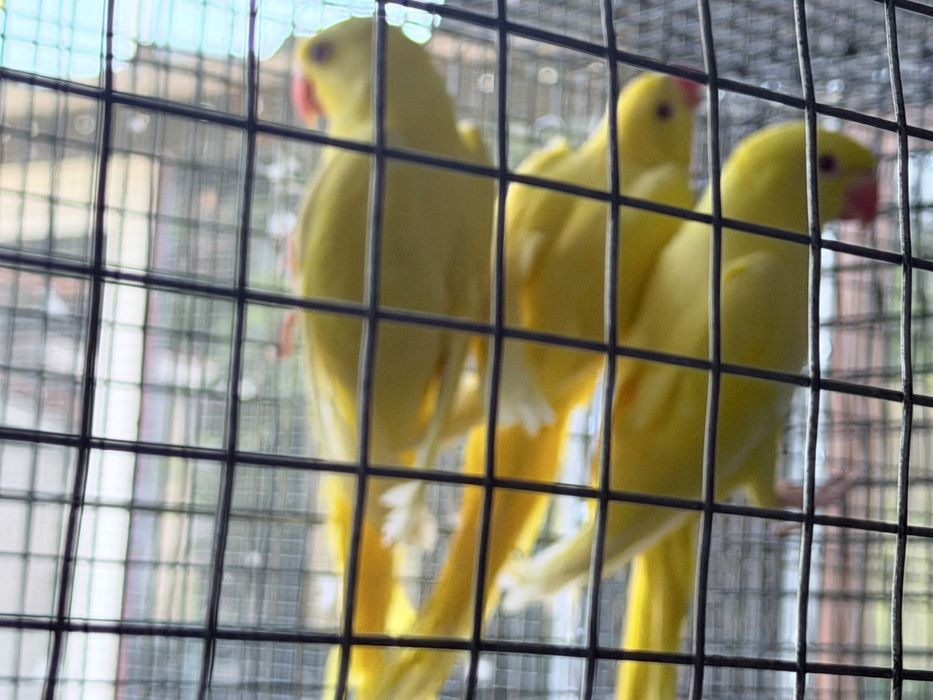 Vendo casais de aves