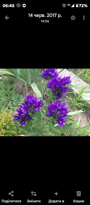 Рослини з мого саду недорого