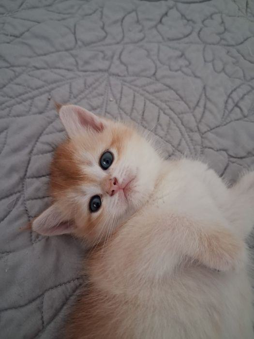 British Shortiar golden