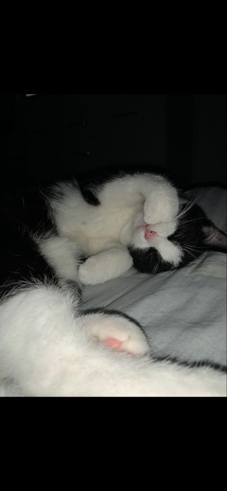 Kocur Leoś szuka nowego domku