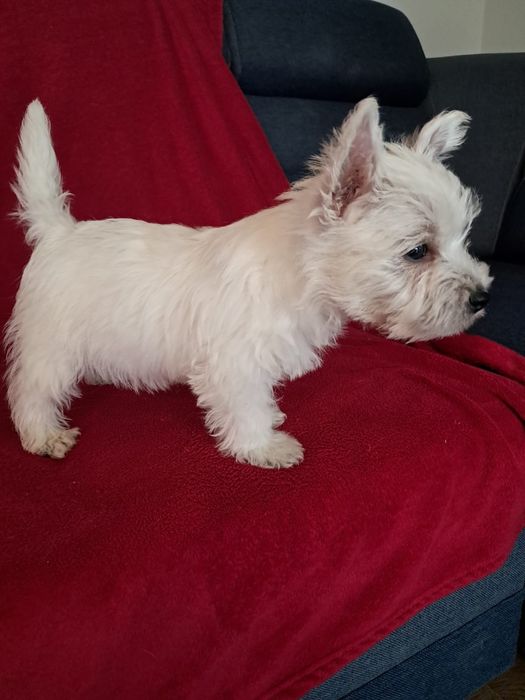 West highland white terrier-rezerwacja