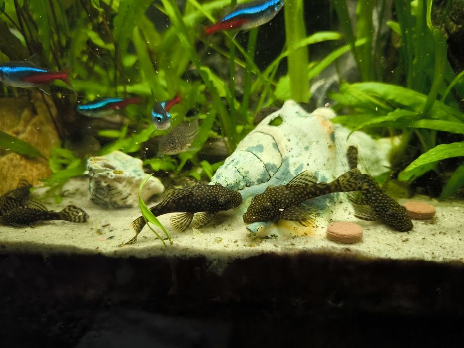 Glonojad, zbrojownik niebieski