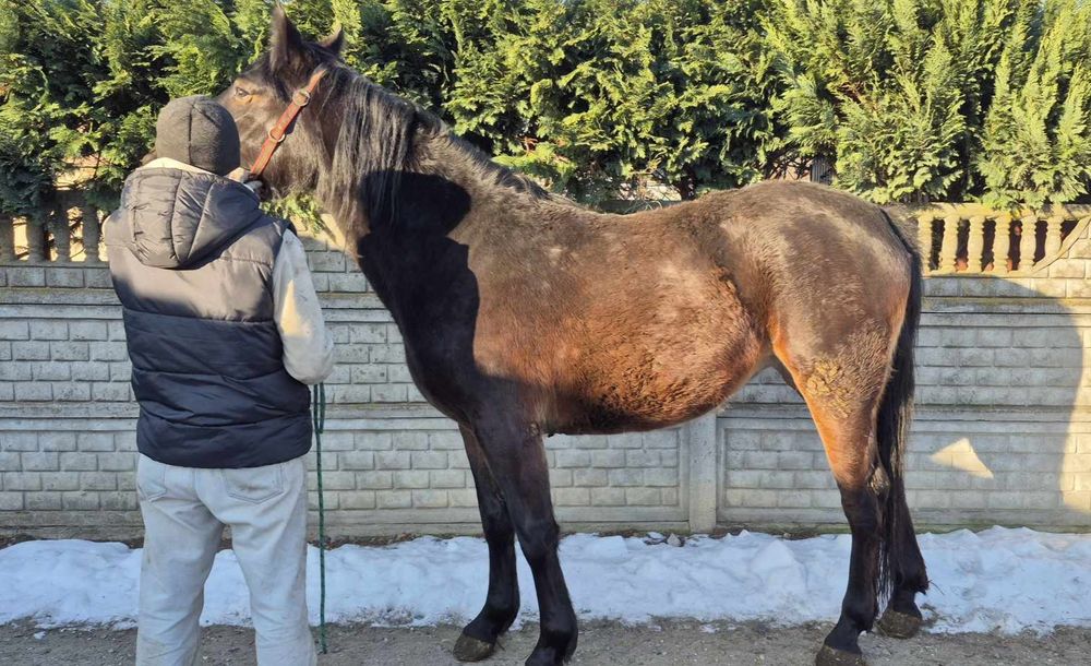 Klacz śląska  (kara)