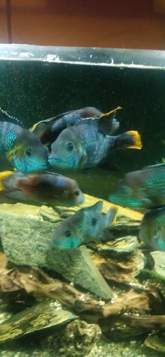 Sprzedam pielęgnice