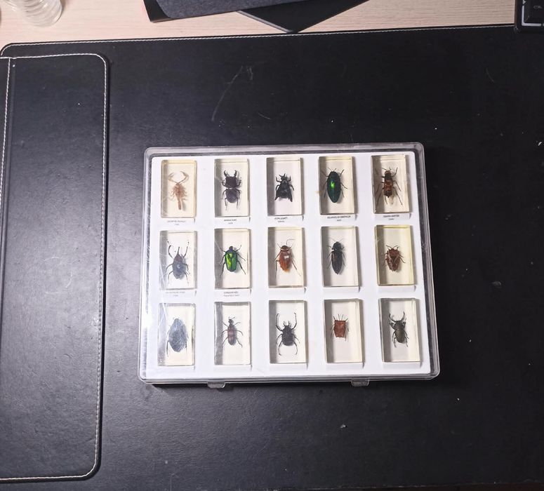 Coleções de insectos