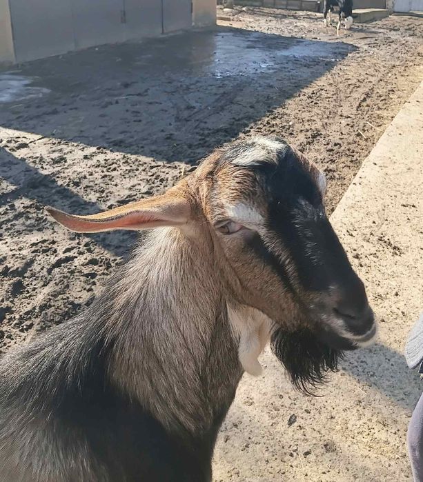 Продам козочку і козлика