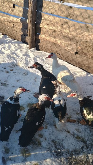 Продам качки Шипуни,смт Смига.