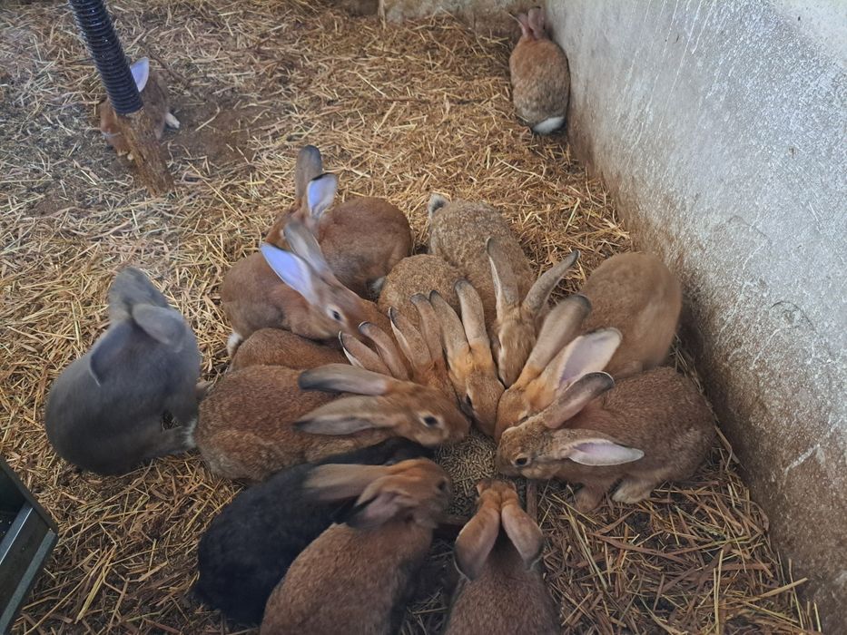 Coelhos para venda