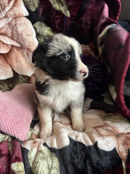 Border collie merle