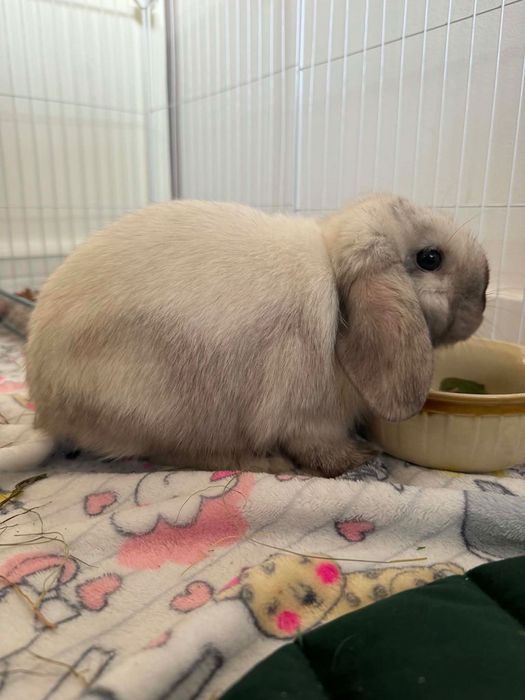 króliczek mini lop