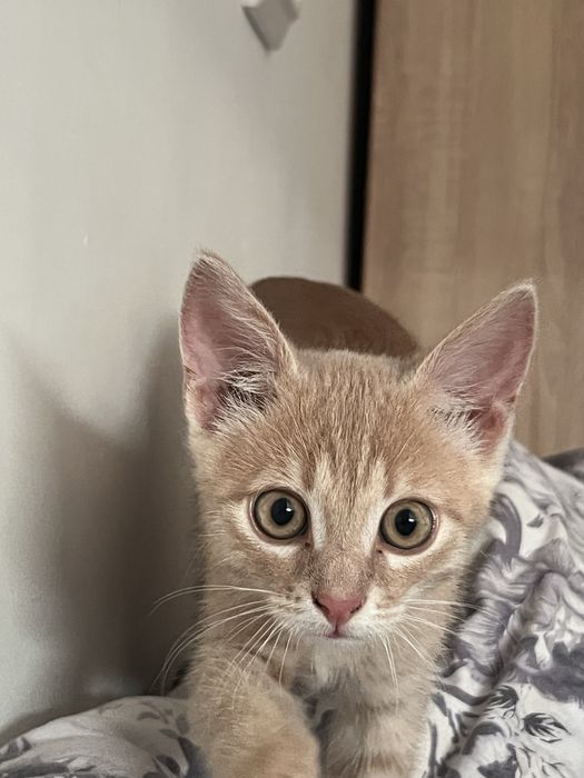 отдам в хорошие руки котика