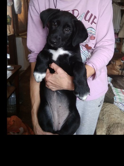 Щенки метисы 2,5 месяца,здоровые,две девочки и мальчик.