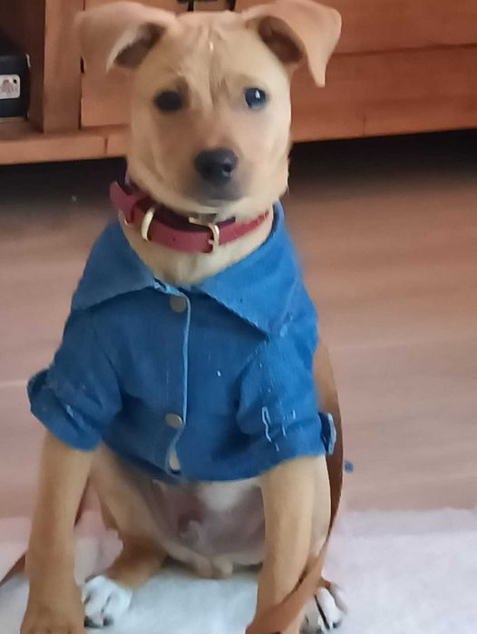 Dou cãozinho dócil pois vou para fora de Portugal