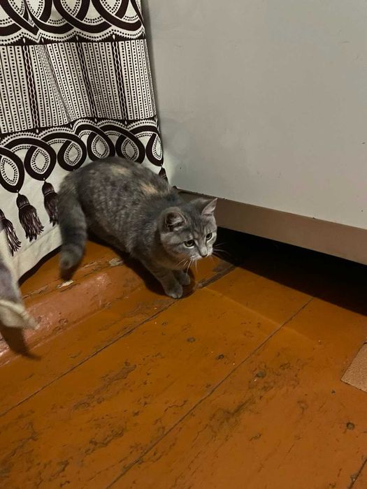 Грайливі Tabbi дівчатка красуні.