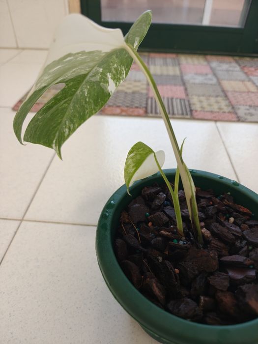 Monstera deliciosa albo variegata.