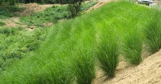 Vetiver (estacas)