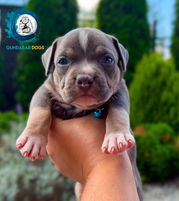 American Bully Pocket Suczka ABKC