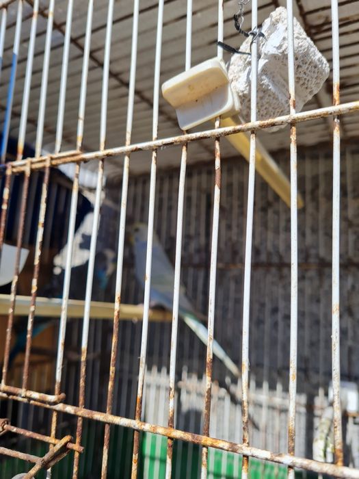 Casal piriquitos e gaiola