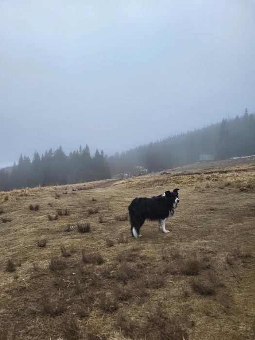 Opieka nad psem lub kotem