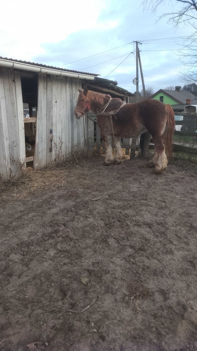Sprzedam klacz zimnokwista zrebna że źrebakiem