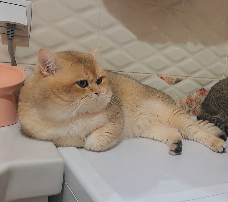 Вязка котів золота шиншила
