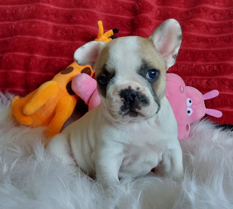 Bulldog francês bebé