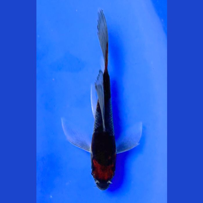 Koi z Japonii - nowa dostawa Lisi Ogon