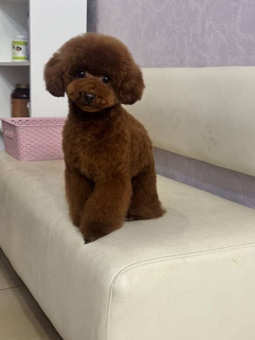 Той пудель мальчик китай 6мес. подросток