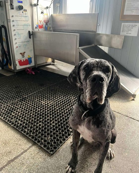 Samoobsługowa myjnia dla psów