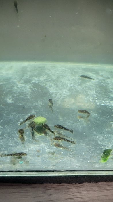 Сомики анциструс