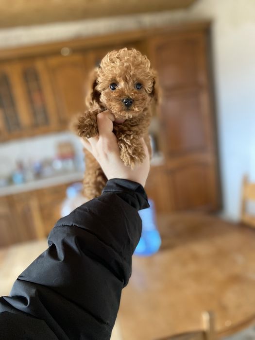 Мини мальчик мальтипу ред браун— кукольный плюшевый малыш