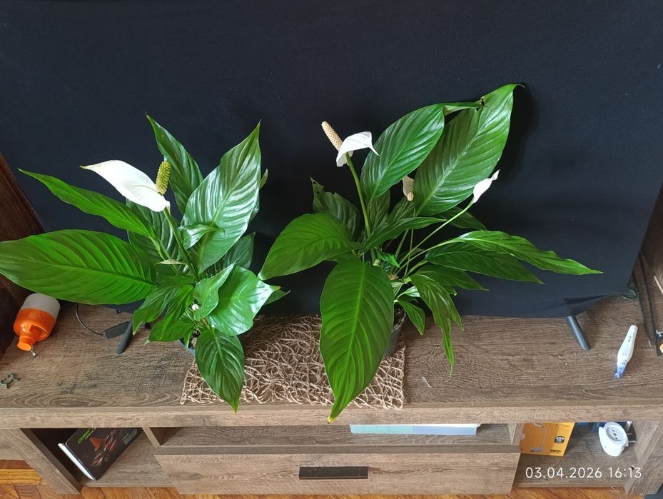 спатіфілум - жіноче щастя