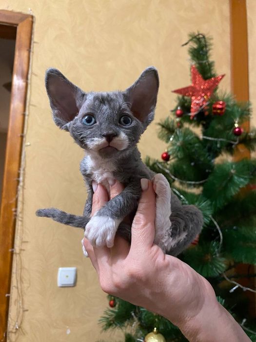 Велюровый мальчик канадский сфинкс