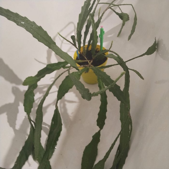 Кактуси   домашні