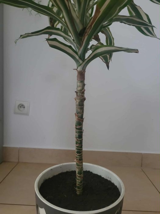 Kwiat domowy Dracena dwukolorowy