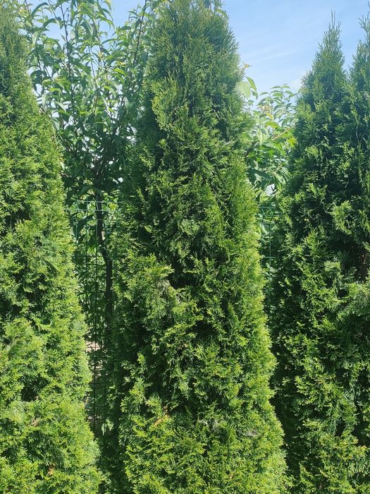 Продам туї висотою 2 метри, самовивіз