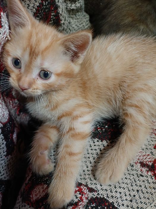 Отдаем котенка мальчик рыжий