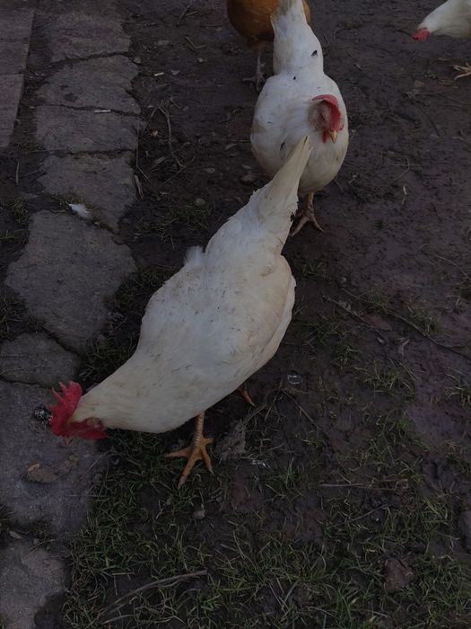 Sprzedam kury nioski